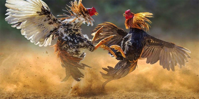 Những điều cần biết rõ về đá gà 28BET
